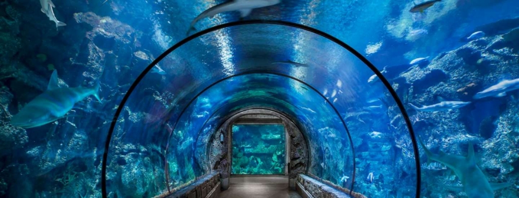 Shark Reef Tunnel at Mandalay Bay