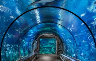 Shark Reef Tunnel at Mandalay Bay